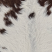 Closeup of this Calfskin, showing white with brown spots (CALF896)