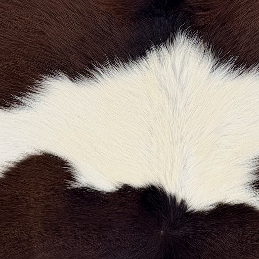 Closeup of this Calfskin, showing long hair that is white with large, dark brown spots (CALF901)