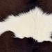 Closeup of this Calfskin, showing long hair that is white with large, dark brown spots (CALF901)