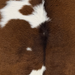 Closeup of this Calfskin, showing brown with white spots (CALF902)