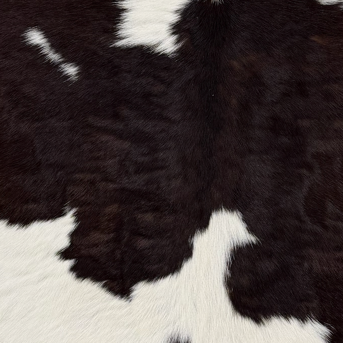 Closeup of this Calfskin, showing white with blackish brown spots  (CALF903)