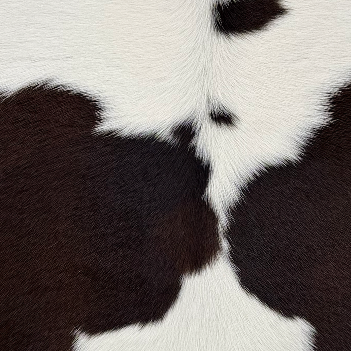 Closeup of this Calfskin, showing white with small and large dark brown spots  (CALF905)