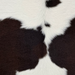 Closeup of this Calfskin, showing white with small and large dark brown spots  (CALF905)