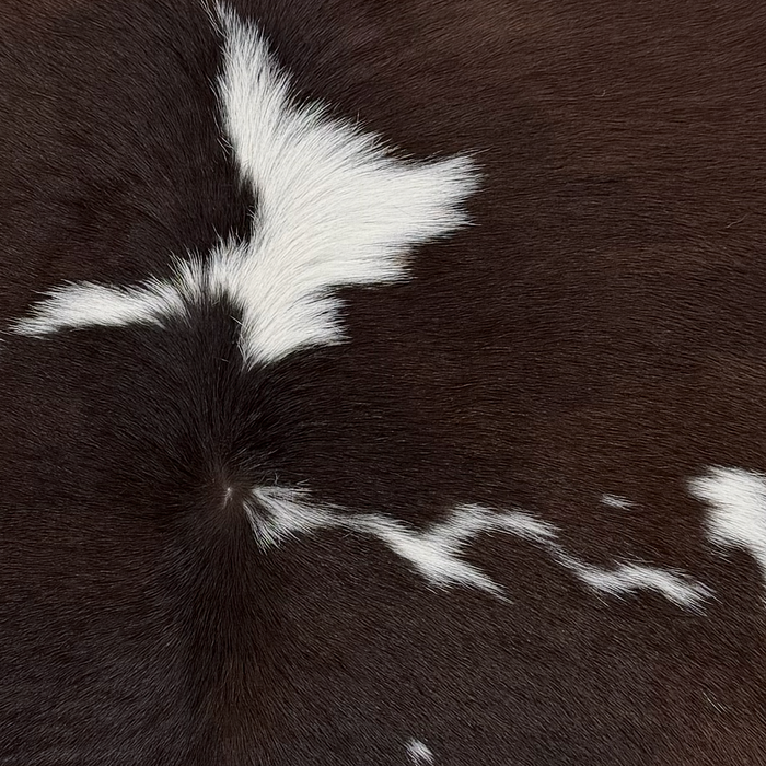 Closeup of this Calfskin, showing dark brown with large and small, white spots  (CALF907)