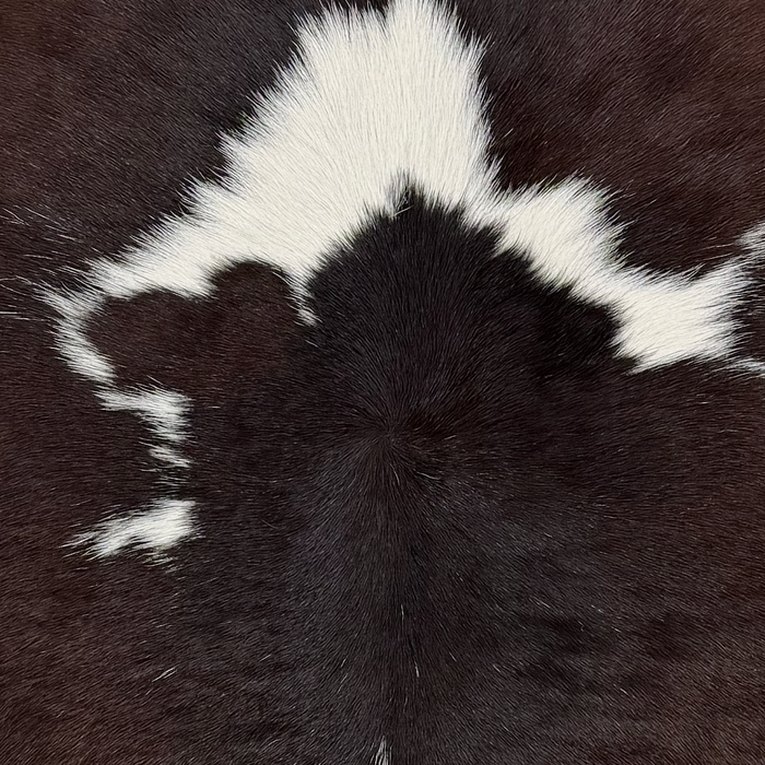 Closeup of this Calfskin, showing dark brown with white spots (CALF908)