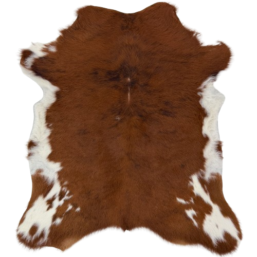 Reddish Brown and White Calfskin: has long hair that is reddish brown, with a few small, black spots, and white spots on the belly and shanks - 3'3" x 2'10" (CALF910)