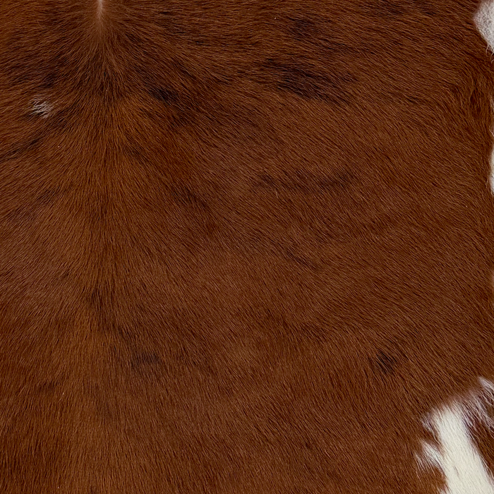 Closeup of this Calfskin, showing long hair that is reddish brown, with a few small, black spots, and white spots on the belly and shanks  (CALF910)
