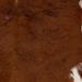 Closeup of this Calfskin, showing long hair that is reddish brown, with a few small, black spots, and white spots on the belly and shanks  (CALF910)