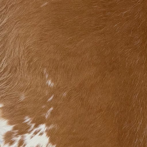 Closeup of this Calfskin, showing brown with a few white speckles and small white spots, and longer hair on the belly  (CALF915)