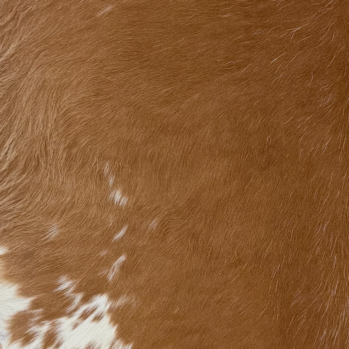 Closeup of this Calfskin, showing brown with a few white speckles and small white spots, and longer hair on the belly  (CALF915)