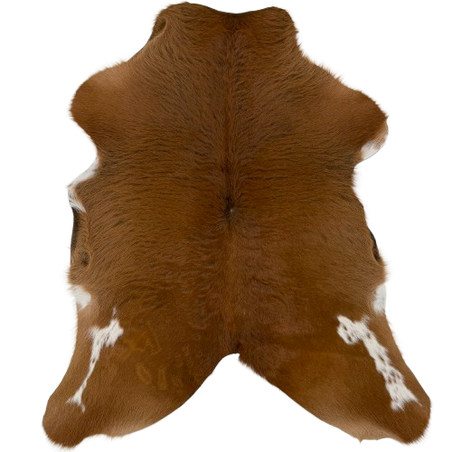 Reddish Brown and White Calfskin:   mostly solid reddish brown with white spots on the belly and hind shanks - 3'3" x 2'5" (CALF917)