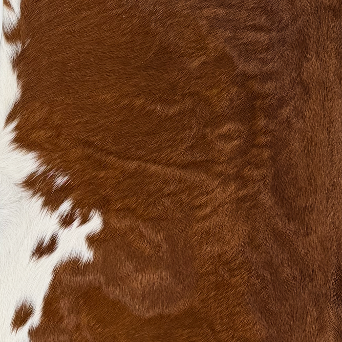 Closeup of this Calfskin, showing mostly solid reddish brown and small white spots on the belly (CALF919)