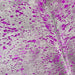 Closeup of this Light Gray, Colombian Cowhide, showing a metallic, Fuchsia Acid Wash (COAW401)