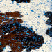 Closeup of this Colombian Tricolor Cowhide, showing white with large and small spots that have a brown and black, bridle pattern, and a sea blue, metallic acid wash (COAW488)