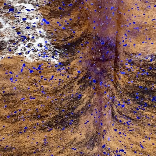 Closeup of this Colombian Brindle Cowhide, showing brown with black, brindle markings, a white spot, and a metallic, royal blue acid wash (COAW496)