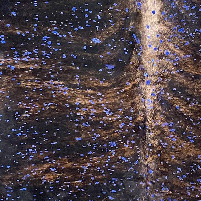 Closeup of this Colombian Brindle Cowhide, showing brown and black, with a metallic, Royal Blue Acid Wash  (COAW499)