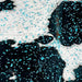 Closeup of this Colombian Cowhide, showing white with black spots, and a metallic, Turquoise Acid Wash (COAW504)