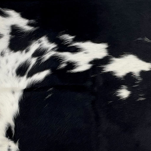 Closeup of this Colombian Cowhide, showing white with large and small, black spots, and some black speckles (COBKW272)