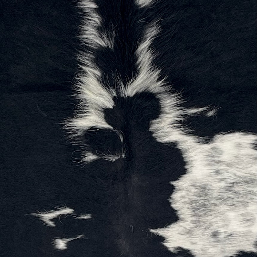 Closeup of this Colombian Cowhide, showing black with small and large, white spots, some having black speckles, and longer hair down part of the spine  (COBKW281)