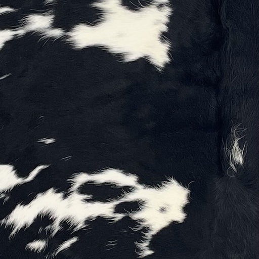 Closeup of this Colombian Cowhide, showing white with large and small, black spots, and longer hair down part of the spine (COBKW282)