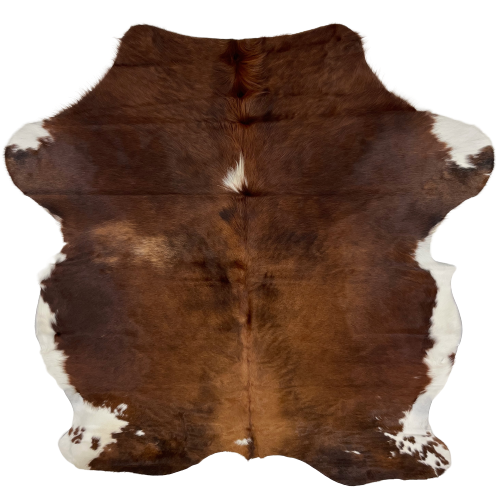 Brown and White Colombian Cowhide:  solid brown with one small, white spot in the middle of the shoulder and another in the middle, near the lower edge, and white on the belly and shanks - 6'5"  x 4'11" (COBNW317)