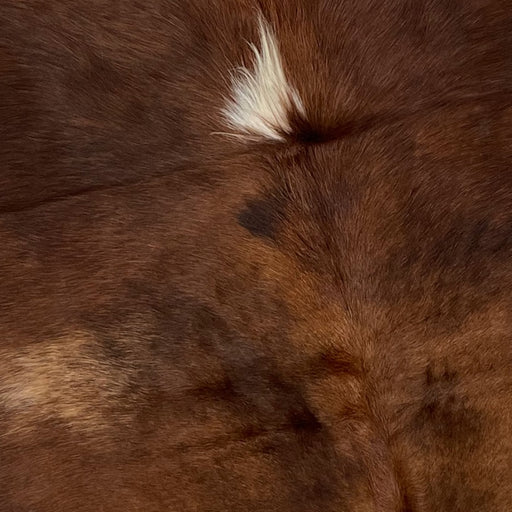 Closeup of this Brown and White, Colombian Cowhide, showing solid brown with one small, white spot in the middle of the shoulder (COBNW317)