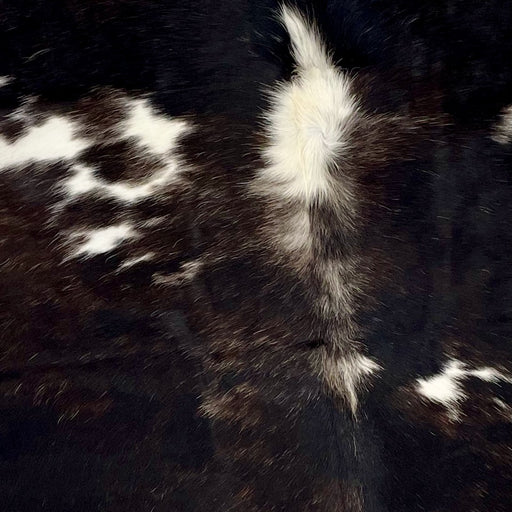 Closeup of this Blackish Brown and White, Colombian Cowhide, showing blackish brown, with fine, lighter brown speckles, and a few white spots (COBNW338)