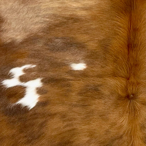 Closeup of this Colombian Cowhide, showing a mix of golden brown and dark brown, and small, white spots (COBNW352)