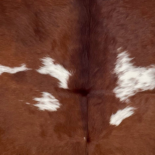 Closeup of this Colombian Cowhide, showing reddish brown and small, white spots that have reddish brown speckles  (COBNW357)