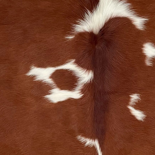 Closeup of this Colombian Cowhide, showing reddish brown with white spots down the middle (COBNW380)