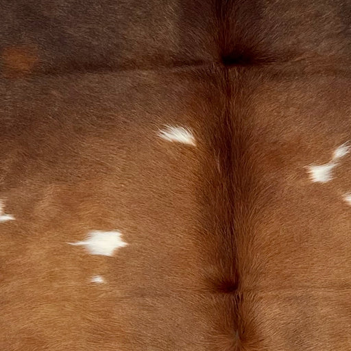 Closeup of this Colombian Cowhide, showing light, reddish brown, with white spots, in the middle, and medium brown on the shoulder (COBNW383)