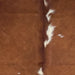 Closeup of t his Large Colombian Cowhide, showing brown with white spots down the middle (COBNW385)