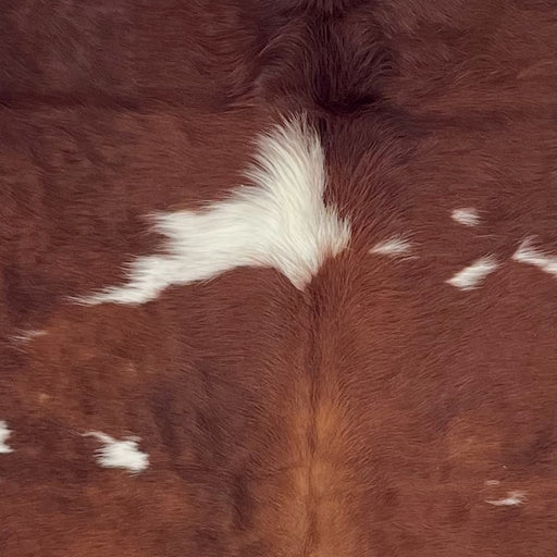 Closeup of this Large Colombian Cowhide, showing red brown with white spots  (COBNW386)
