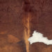 Closeup of this XL Colombian Cowhide, showing red brown and a white spot on the back, and wavy hair texture on the shoulder (COBNW388)