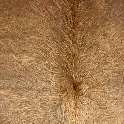 Closeup of this Colombian Cowhide, showing long hair that is brown  (COBNW390)