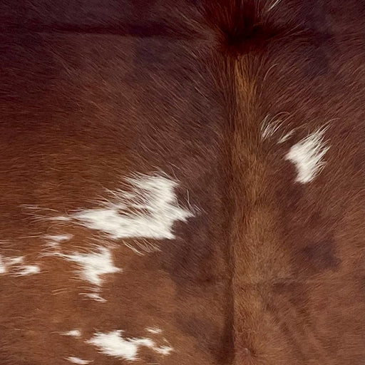 Closeup of this Colombian Cowhide, showing brown and reddish brown, with a few white spots on the back, and longer hair down the middle of the shoulder  (COBNW391)