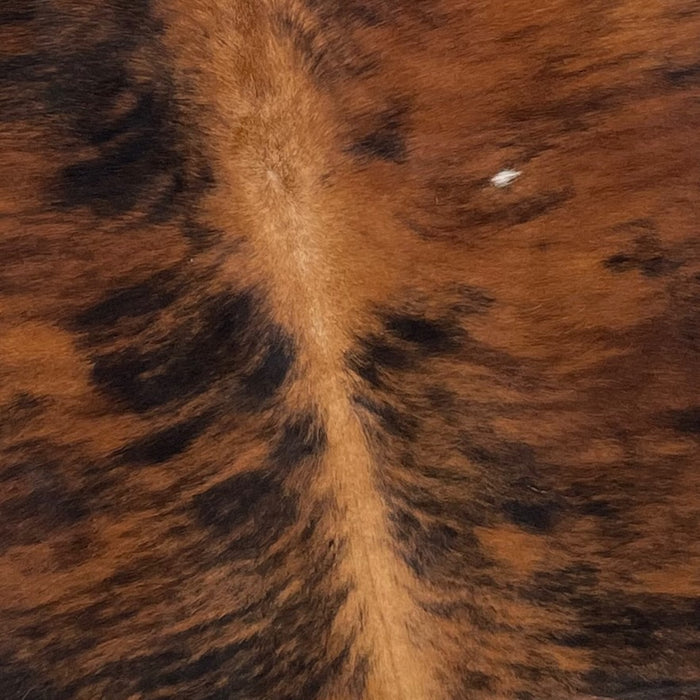 Closeup of this Red Brown and Black, Colombian, Brindle Cowhide, showing red brown and black, one of two small, white spots on the right side, and golden red brown down the spine (COBR1032)