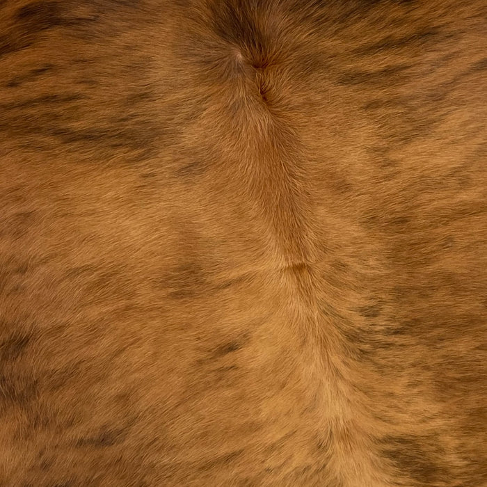 Closeup of this Colombian, Brindle Cowhide, showing light reddish brown and black, and slightly lighter down the middle (COBR1084)