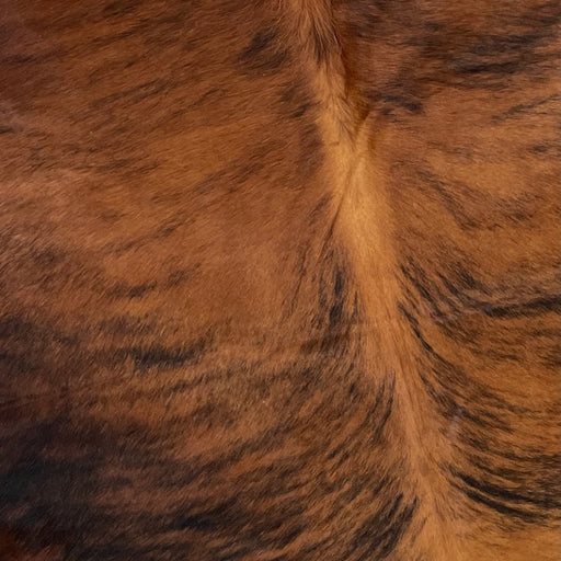 Closeup of this Colombian, Brindle Cowhide, showing reddish brown and black with a lighter shade of reddish brown down the spine (COBR1085)