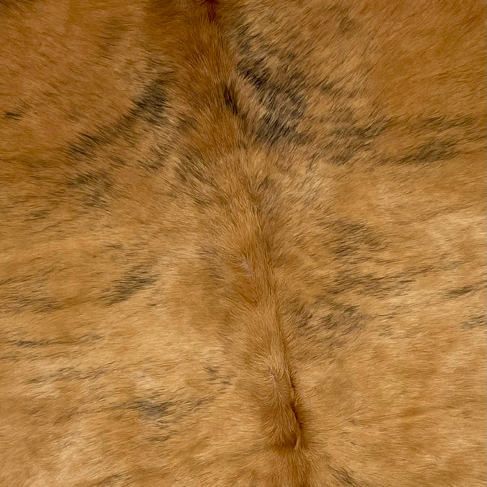Closeup of this Colombian, Brindle Cowhide, showing caramel and black (COBR1086)