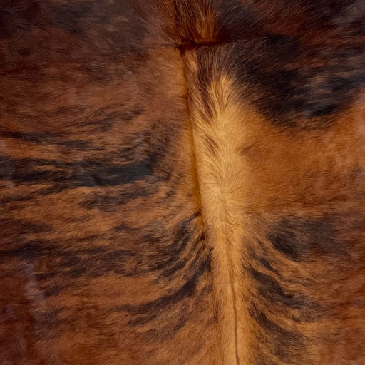 Closeup of this Colombian, Brindle Cowhide, showing reddish brown with black, brindle markings, golden brown down part of the spine (COBR1091)