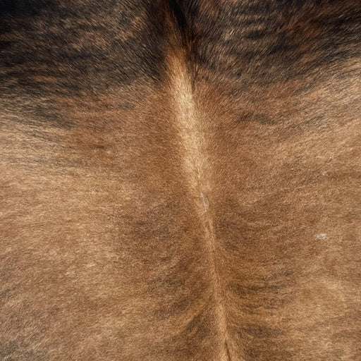 Closeup of this Colombian, Brindle Cowhide, showing brown with faint, black, brindle markings on the back, and a mix of black and brown on the shoulder (COBR1144)