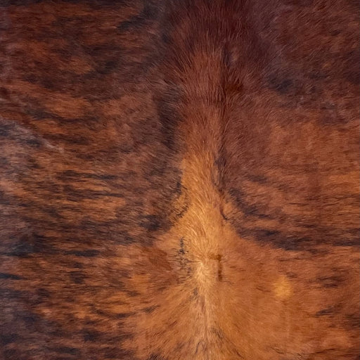 Closeup of this XL, Colombian, Brindle Cowhide, showing dark red brown, with black, brindle markings, and golden red brown down the middle of the back (COBR1146)