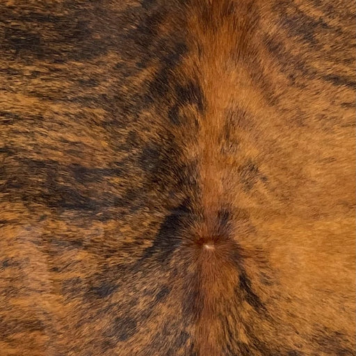 Closeup of this Colombian Brindle Cowhide, showing reddish brown with black, brindle markings (COBR1321)