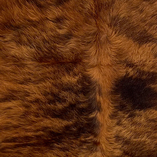 Closeup of this Colombian Brindle Cowhide, showing long hair that is brown with black, brindle markings (COBR1332)