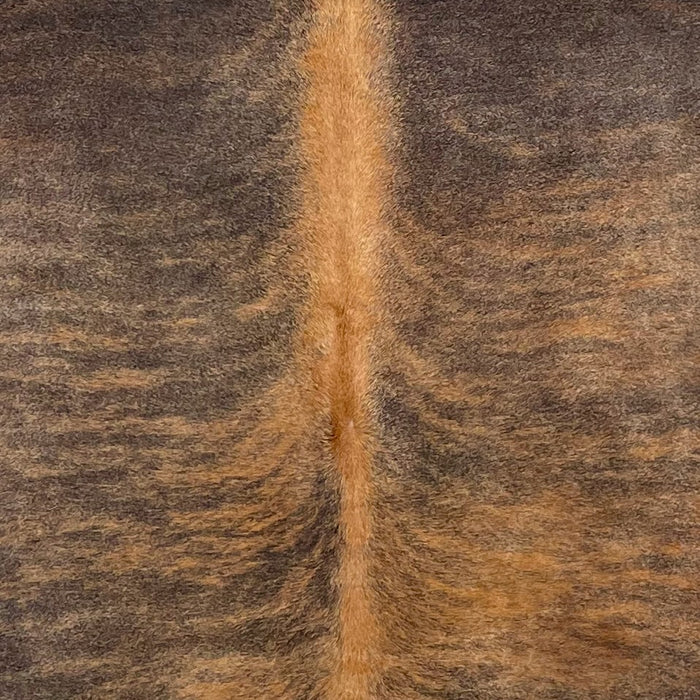 Closeup of this Colombian Brindle Cowhide, showing chocolate with golden brown, brindle markings and golden brown down the spine (COBR1344)