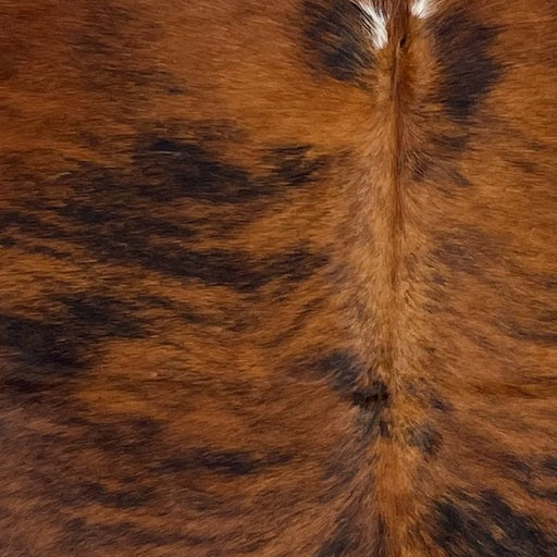 Closeup of this Colombian Brindle Cowhide, showing reddish brown with black, brindle markings (COBR1498)