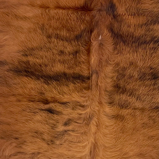 Closeup of this Colombian Brindle Cowhide, showing long hair that is red brown with black, brindle markings  (COBR1561)