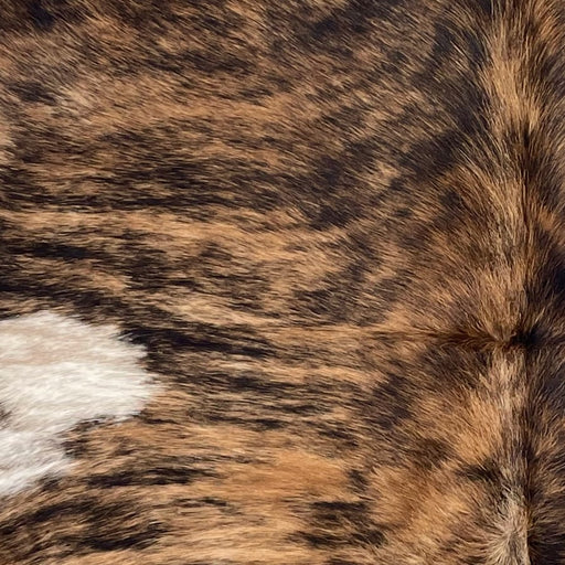 Closeup of this Colombian Brindle Cowhide, showing brown with black, brindle markings, and a white spot on the left side of the back (COBR1562)