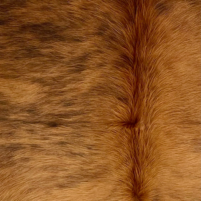 closeup of this Colombian Brindle Cowhide, showing golden brown with black, brindle markings, and long red brown hair down the spine (COBR1569)